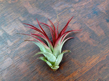 Load image into Gallery viewer, Air Plant Red Abdita Brachycaulos