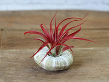 Load image into Gallery viewer, Air Plant Red Abdita Brachycaulos