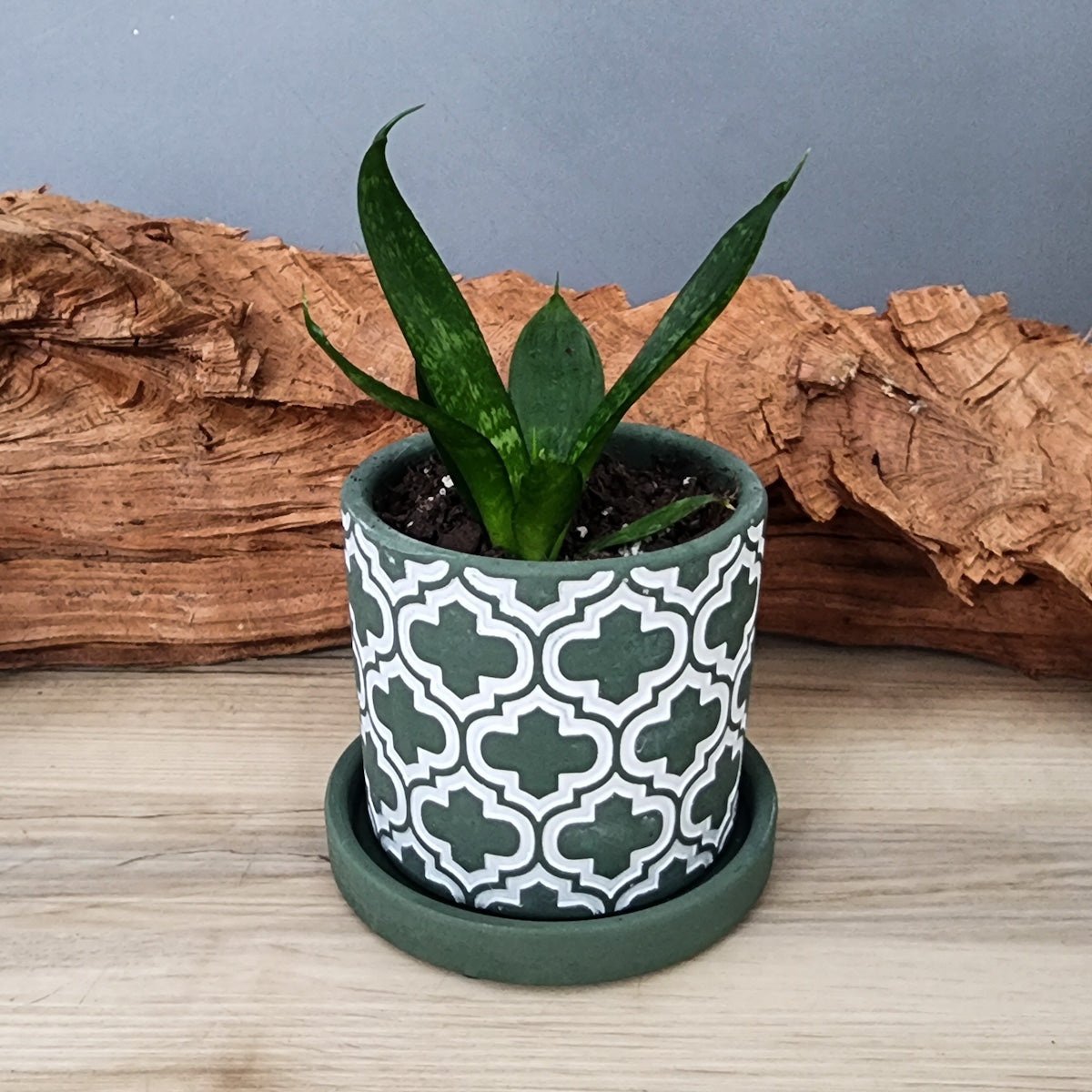 olive pot planter Olive Cross small 3.5 inch ceramic planter pot – Victory Road Farm