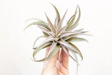 Load image into Gallery viewer, Air Plant Tillandsia harrisii
