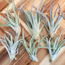 Load image into Gallery viewer, Air Plant Tillandsia harrisii