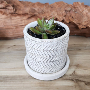 White Leaves small 3.5 inch ceramic planter pot